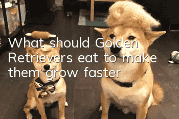 What should Golden Retrievers eat to make them grow faster?