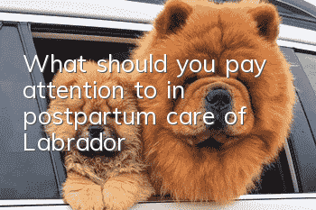 What should you pay attention to in postpartum care of Labrador?