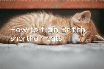 How to train British shorthair cats