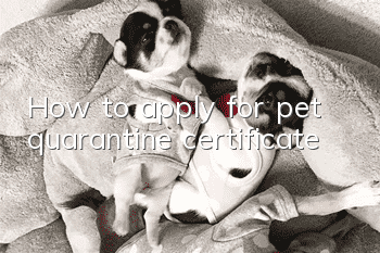 How to apply for pet quarantine certificate
