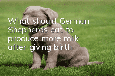 What should German Shepherds eat to produce more milk after giving birth?