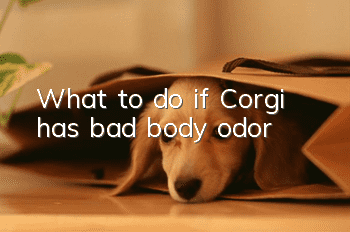 What to do if Corgi has bad body odor