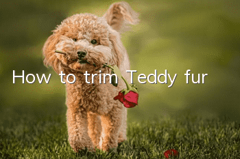 How to trim Teddy fur