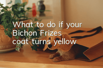 What to do if your Bichon Frize's coat turns yellow