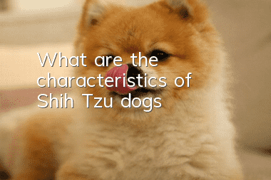 What are the characteristics of Shih Tzu dogs?