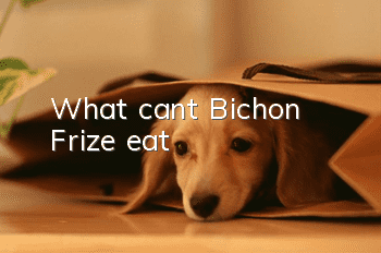 What can’t Bichon Frize eat?
