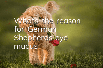 What’s the reason for German Shepherd’s eye mucus?
