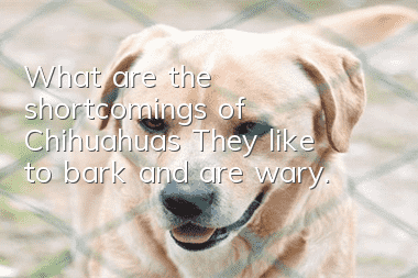 What are the shortcomings of Chihuahuas? They like to bark and are wary.