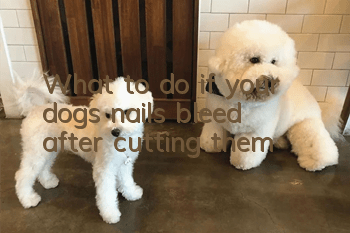 What to do if your dog’s nails bleed after cutting them