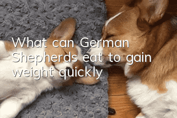 What can German Shepherds eat to gain weight quickly?