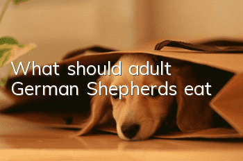 What should adult German Shepherds eat?