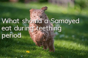 What should a Samoyed eat during teething period?