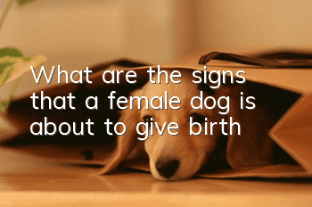 What are the signs that a female dog is about to give birth?