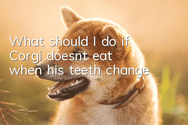 What should I do if Corgi doesn’t eat when his teeth change?