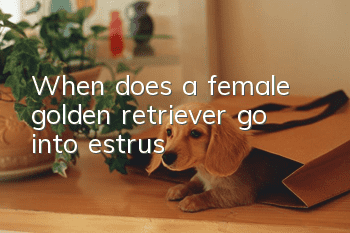 When does a female golden retriever go into estrus?