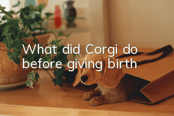 What did Corgi do before giving birth?
