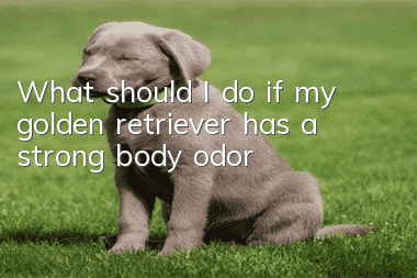 What should I do if my golden retriever has a strong body odor?