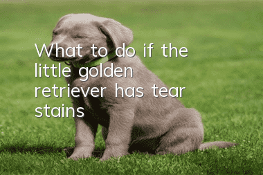 What to do if the little golden retriever has tear stains