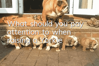 What should you pay attention to when raising a Yorkie?
