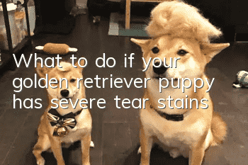 What to do if your golden retriever puppy has severe tear stains