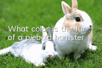 What color is the fur of a piebald hamster?