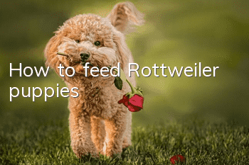 How to feed Rottweiler puppies