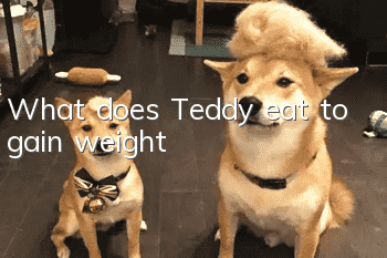 What does Teddy eat to gain weight?