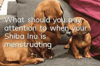 What should you pay attention to when your Shiba Inu is menstruating?