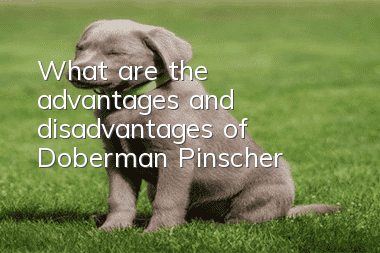 What are the advantages and disadvantages of Doberman Pinscher