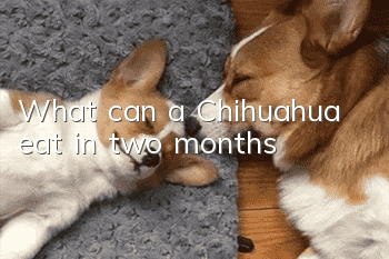 What can a Chihuahua eat in two months?