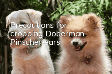 Precautions for cropping Doberman Pinscher ears