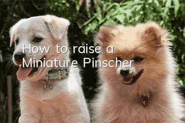 How to raise a Miniature Pinscher