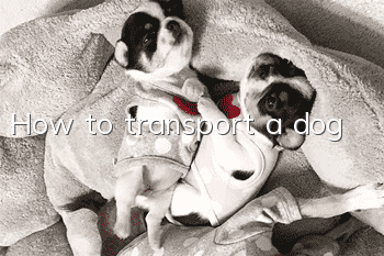 How to transport a dog
