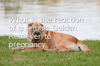 What is the reaction of a female Golden Retriever to pregnancy?