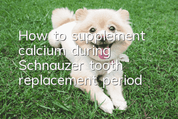 How to supplement calcium during Schnauzer tooth replacement period