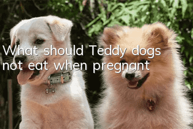 What should Teddy dogs not eat when pregnant?