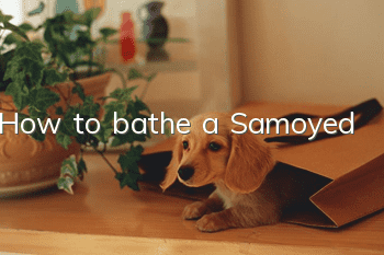 How to bathe a Samoyed