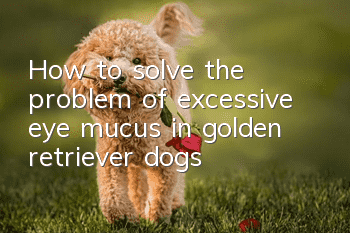How to solve the problem of excessive eye mucus in golden retriever dogs