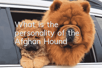 What is the personality of the Afghan Hound?