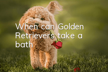 When can Golden Retrievers take a bath?