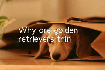 Why are golden retrievers thin?