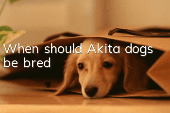 When should Akita dogs be bred?