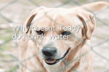 Why doesn't Teddy dog ​​drink water?