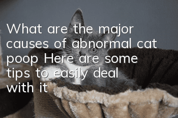 What are the major causes of abnormal cat poop? Here are some tips to easily deal with it!