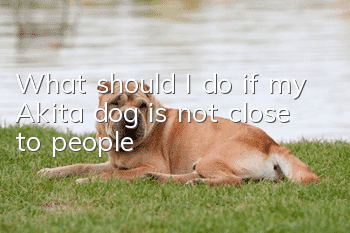 What should I do if my Akita dog is not close to people?