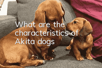 What are the characteristics of Akita dogs?