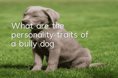 What are the personality traits of a bully dog?