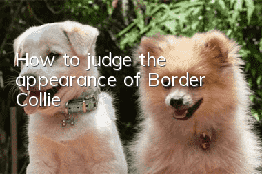 How to judge the appearance of Border Collie