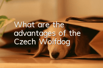 What are the advantages of the Czech Wolfdog?