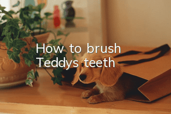 How to brush Teddy's teeth